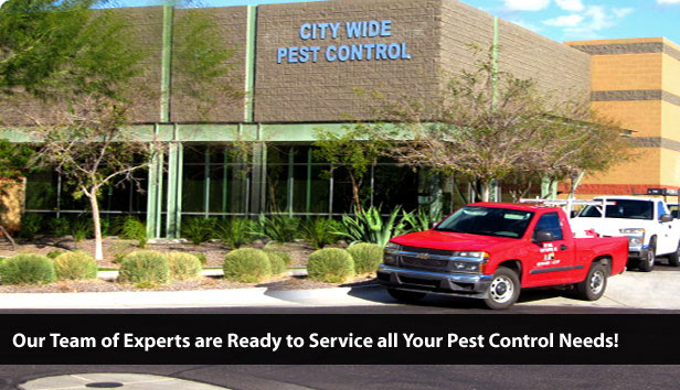 City Wide Pest Control : Pest Control Phoenix, Arizona