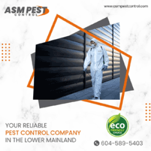 Affordable Pest Control Service in Langley | ASM Pest Control