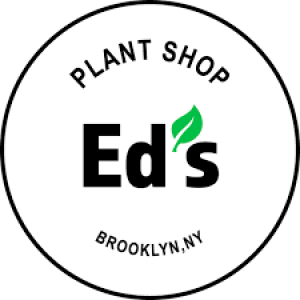 Buy Houseplant Online In NYC